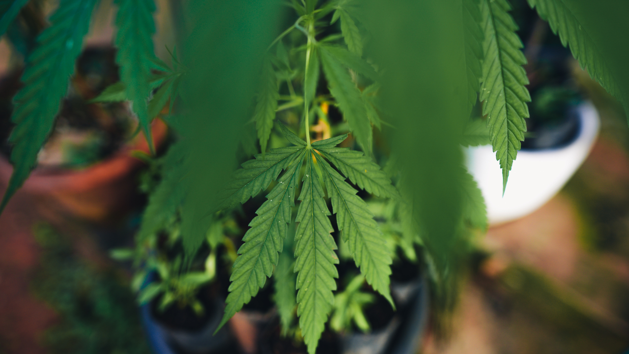 Cannabis de uso adulto